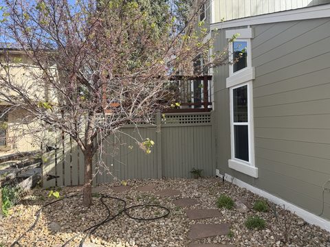 Exterior painting, tan siding and matching fence, white window trim, side yard with rock bed, Elements Painting project on the Colorado Front Range